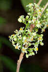 Atlantic poison oak